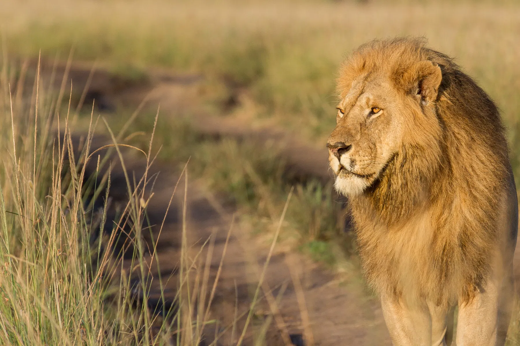 maasai-mara-lion-king