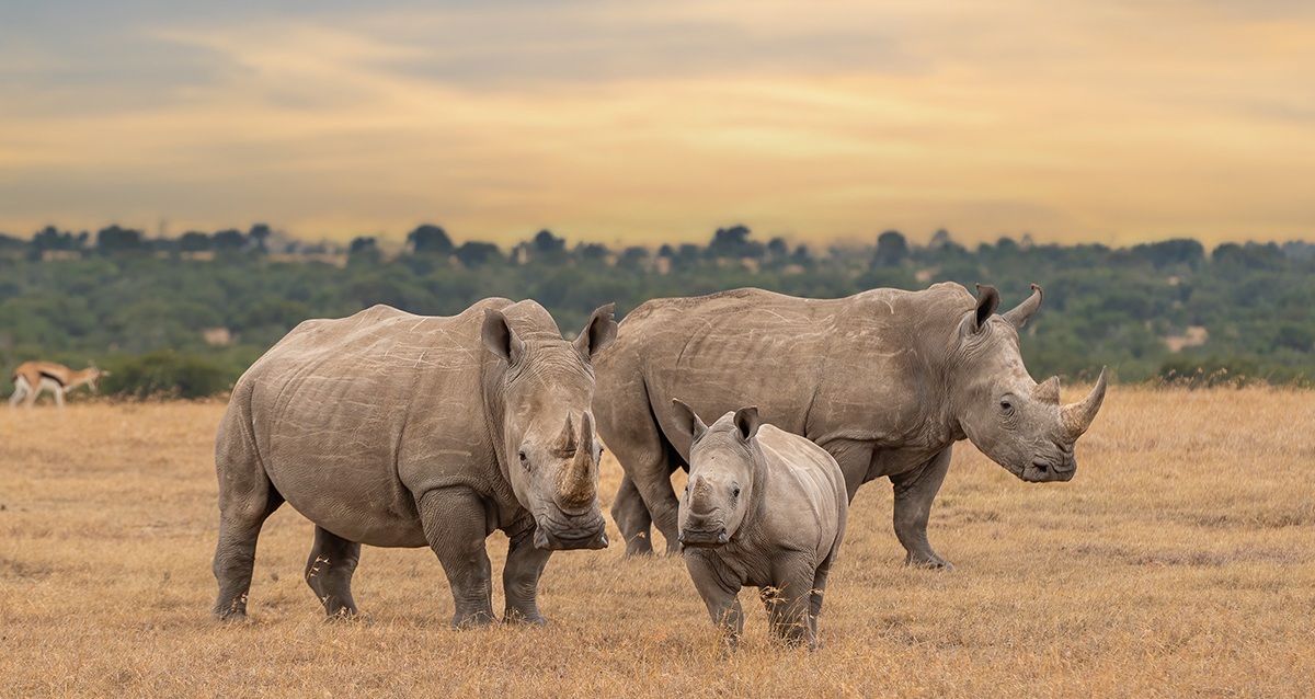 Ol-Pejeta-Conservancy-top