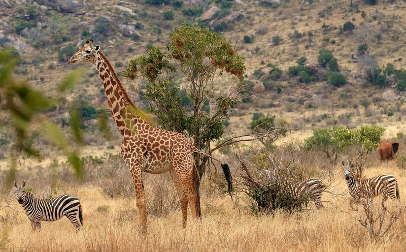 Tsavo National Parks