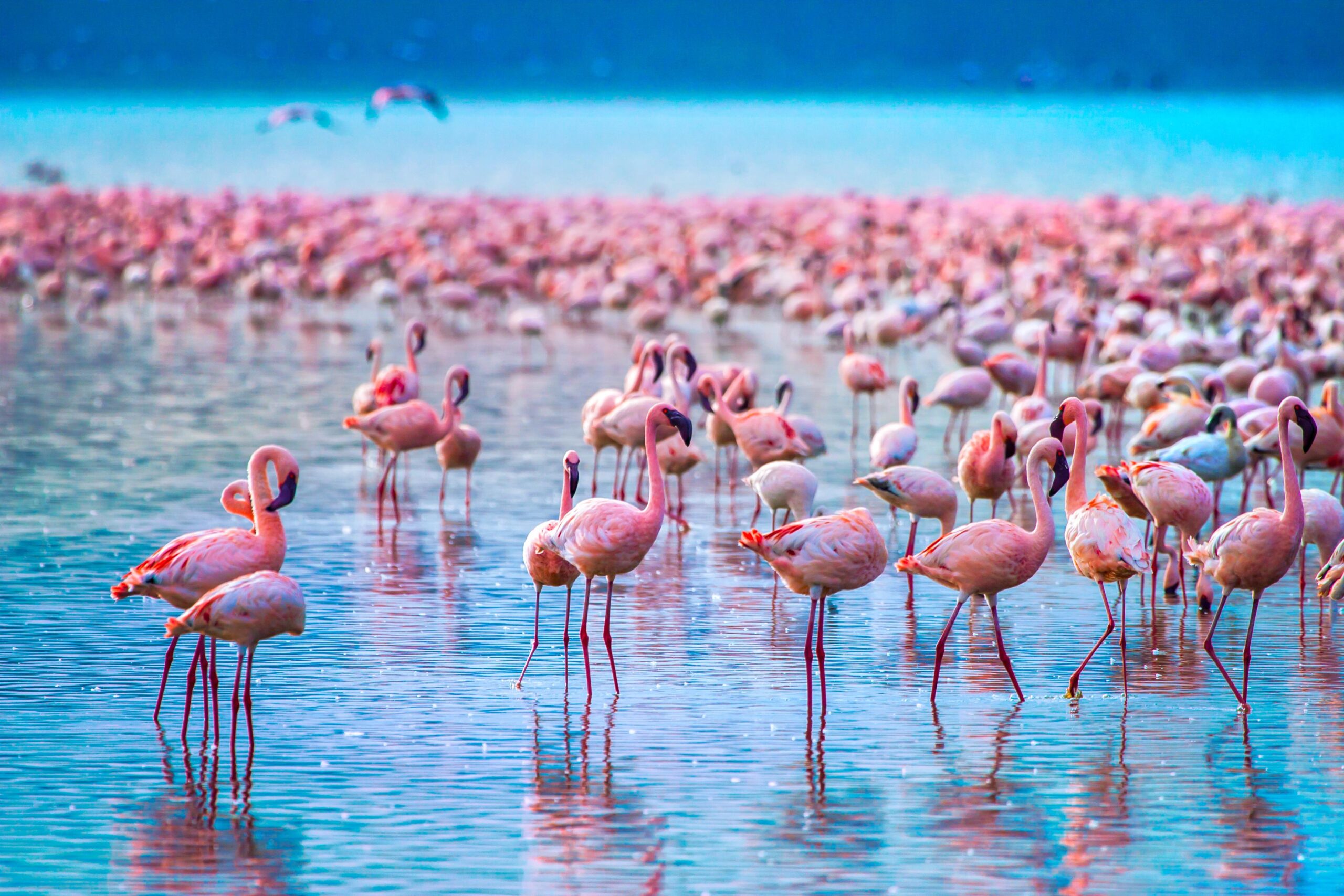 lake-nakuru-flamingoes-scaled